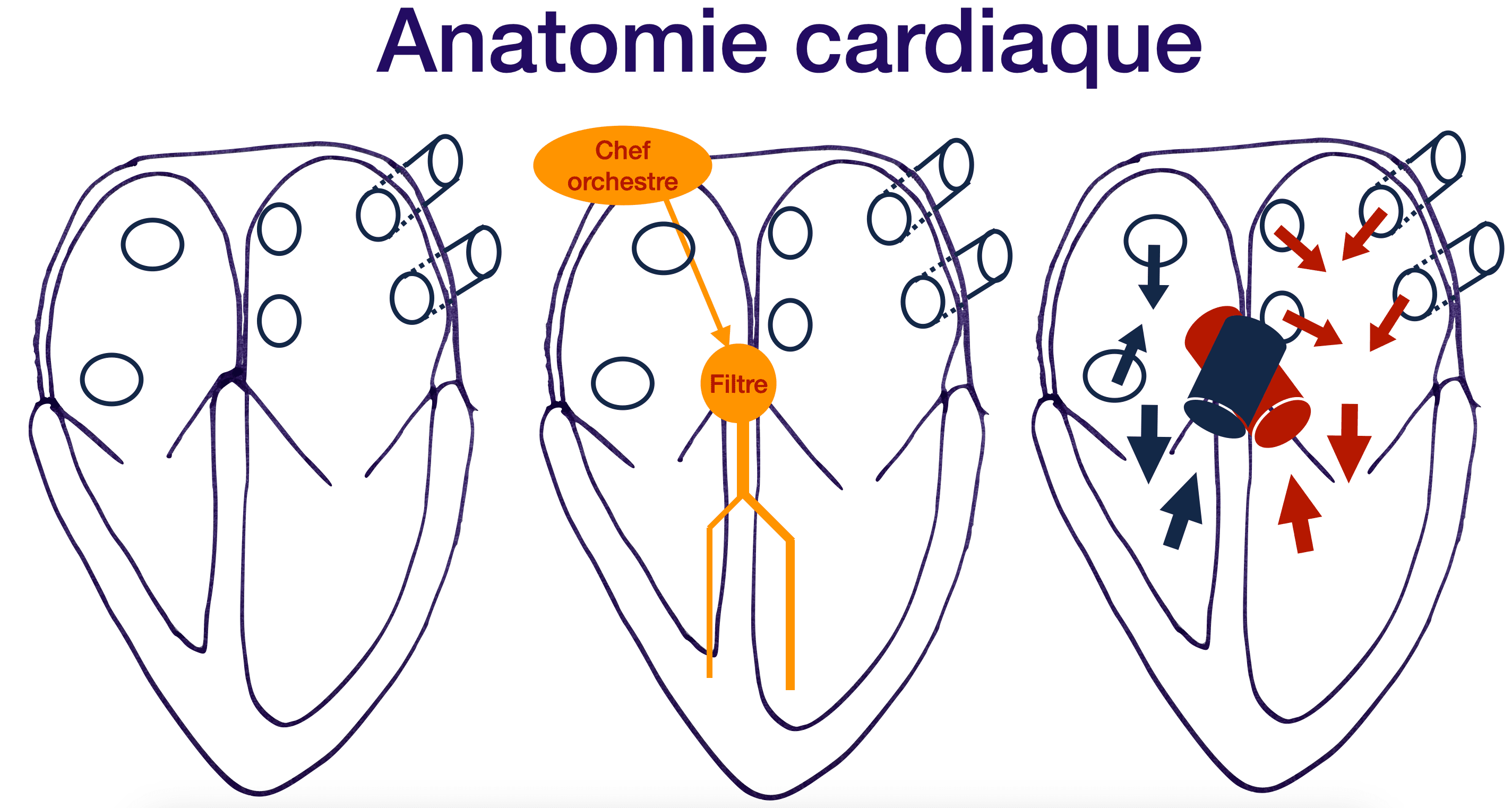 Anatomie cardiaque simplifiée pour les patients